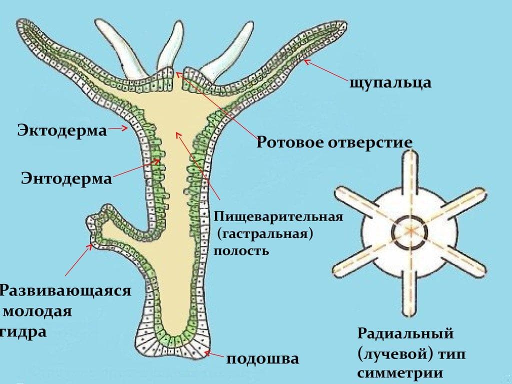 Кракен 05